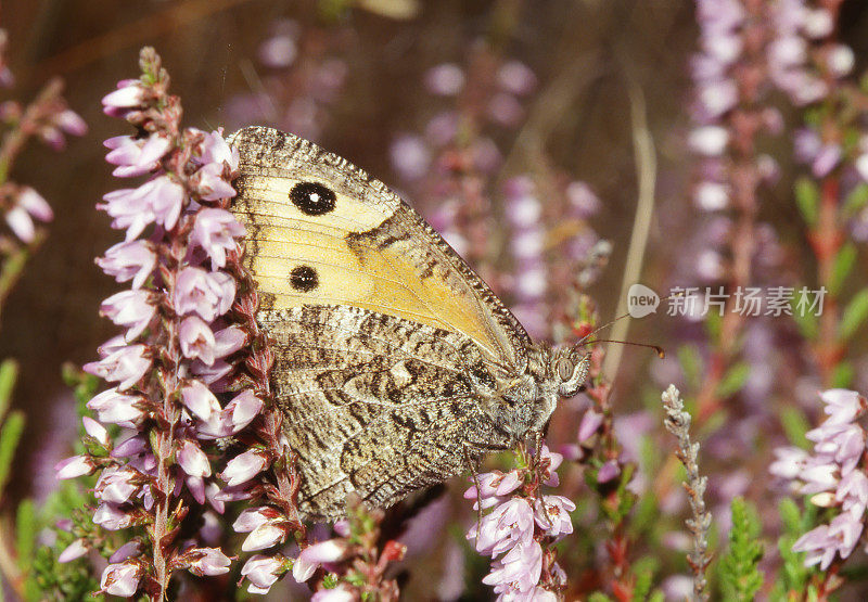 灰蝶(Hipparchia semele)